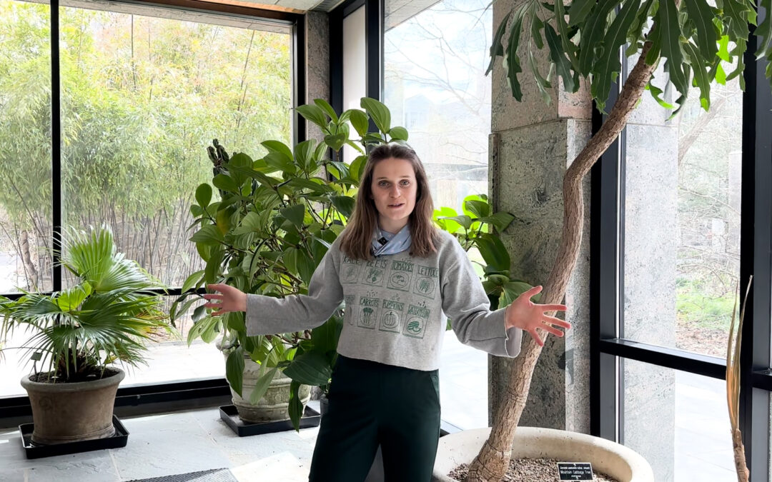 Gardener’s Almanac: Indoor Plant Pests – Part 3 Scale