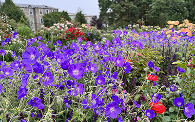 Plants of the Week: June 12