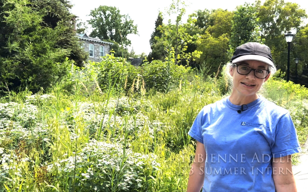 Gardener’s Almanac: Tall Plants in the Front of the Border!