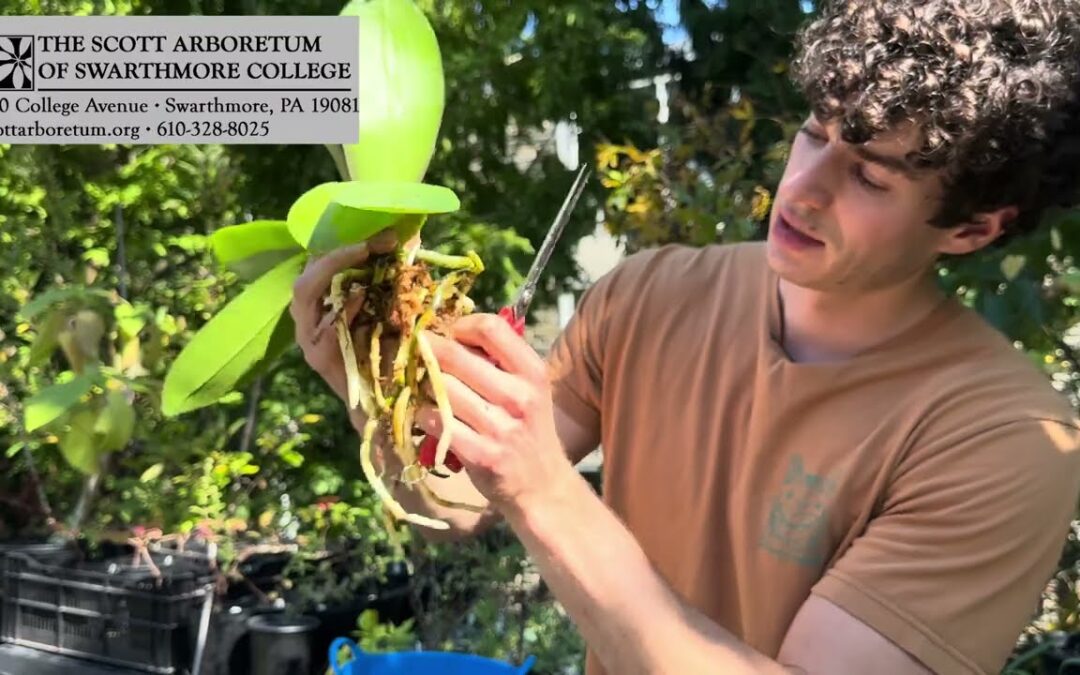 Gardener’s Almanac: Second Life for Discount Orchids – Part 1 – Preparing the Orchid