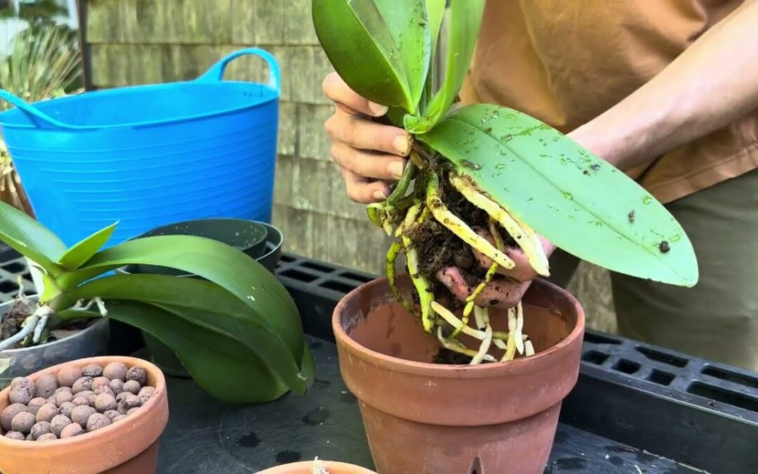 Gardener’s Almanac: Second Life for Discount Orchids – Part 3 – Repotting & Growing for Success
