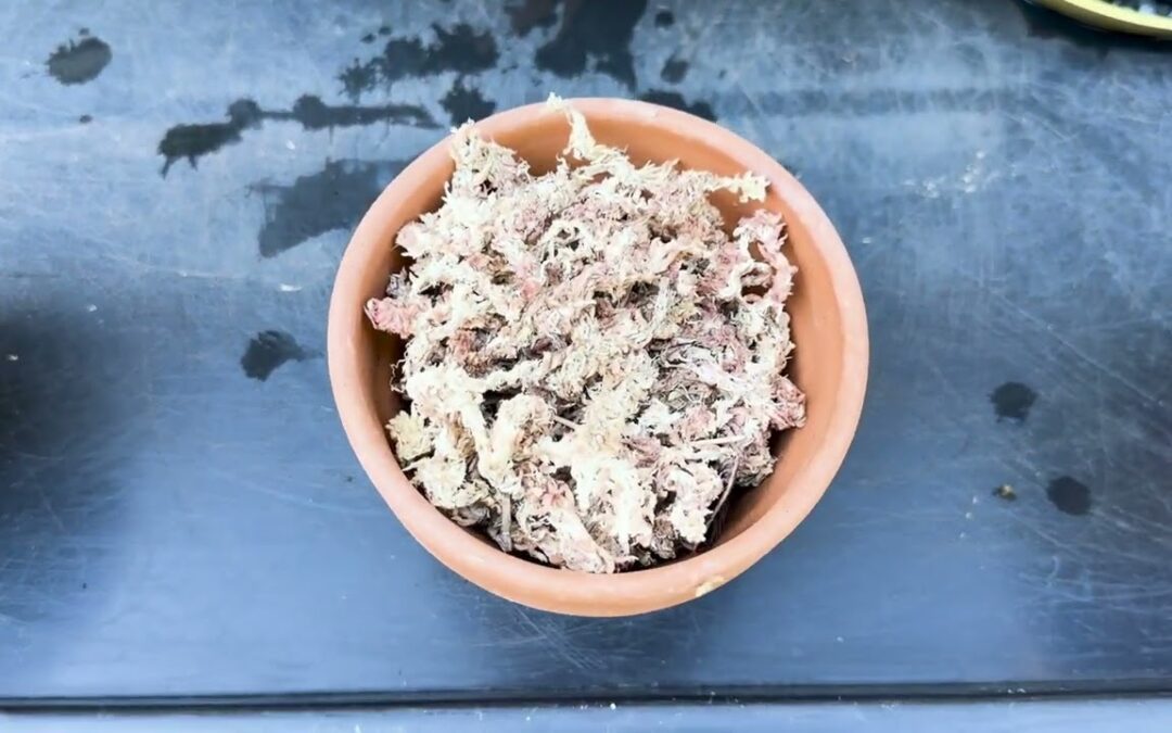 Gardener’s Almanac: Second Life for Discount Orchids – Part 2 – Pots & Potting Media