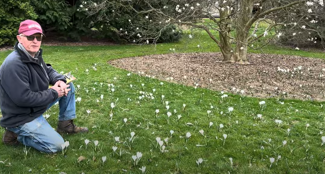 Gardener’s Almanac: Early Spring Bulbs Planting Combinations