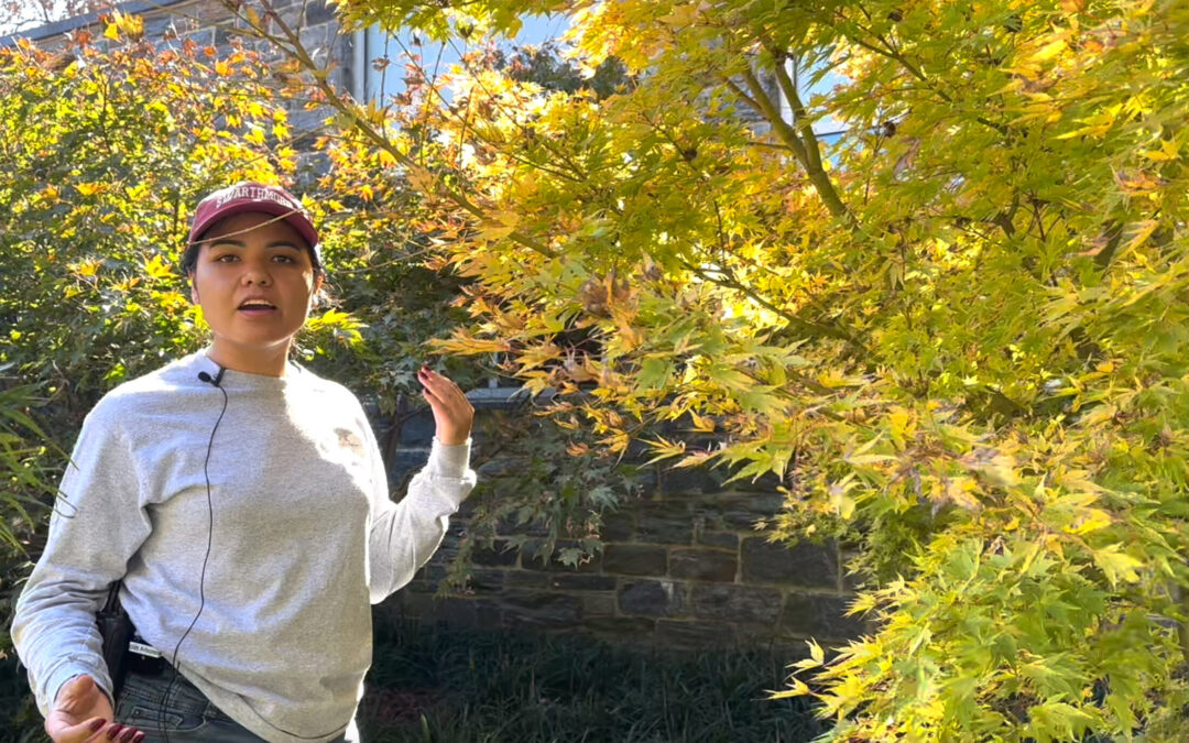 Gardener’s Almanac: My Favorite Maples