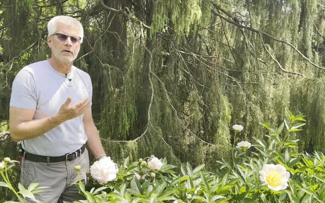 Gardener’s Almanac: Selecting Peony Blossoms for Competition