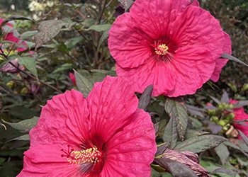 Plants of the Week: August 11