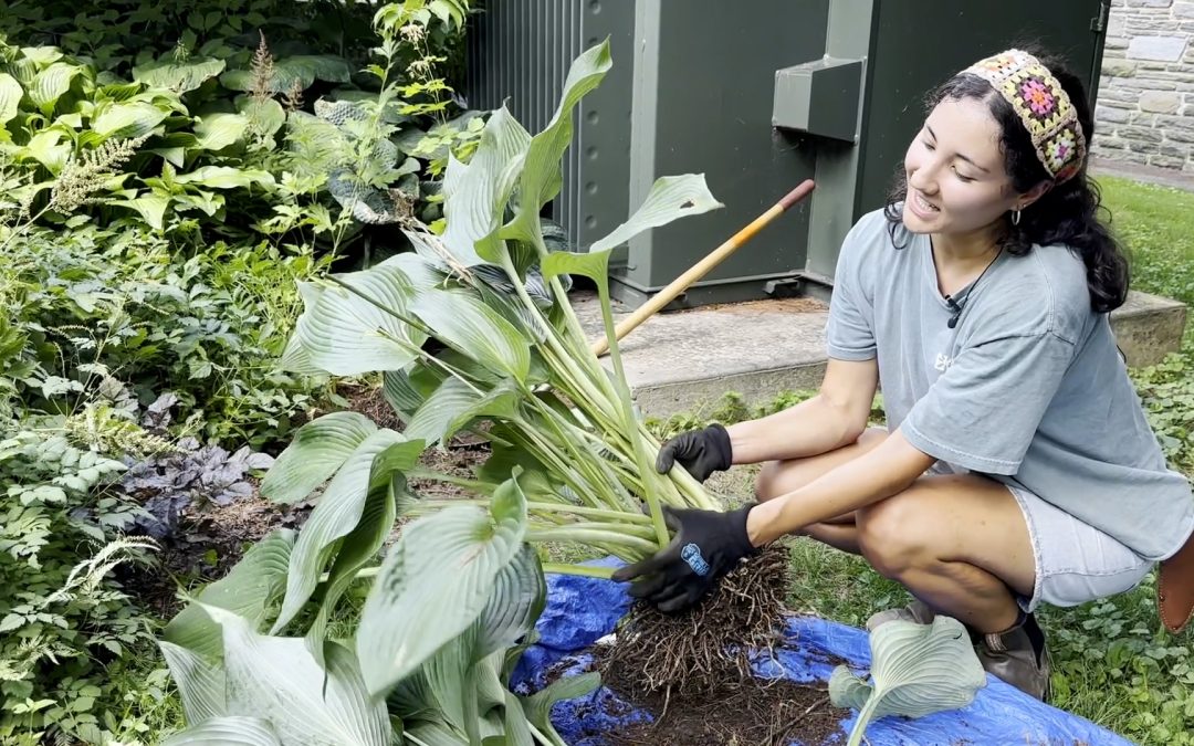 Gardener’s Almanac: Digging and Dividing