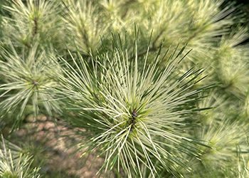 Plants of the Week: August 18