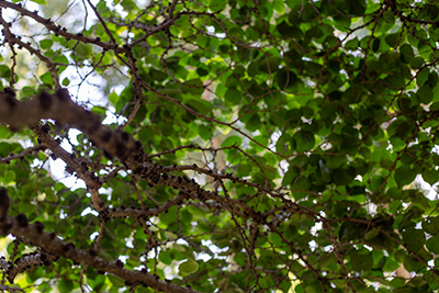 Shot of branches and leaves from beneath the Cercis