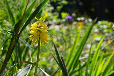 Plants of the Week: September 15