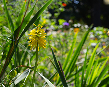 single spike of Kniphofia in the Cut Flower Display Garden