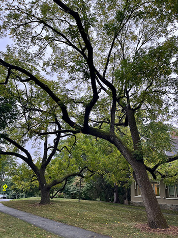 Two Juglans nigra trees, one tall and the other spreading lower in the canopy.