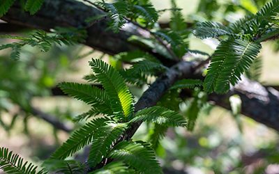 Plants of the Week: September 22