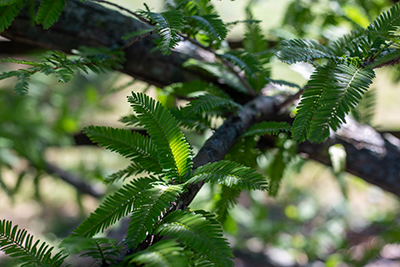 Close up of the Metasequoia glyptostroboides 'Jack Frost' leaves on a branch.