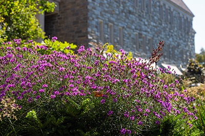 Vernonia 'Summer Swan Song' outside McCabe Library.
