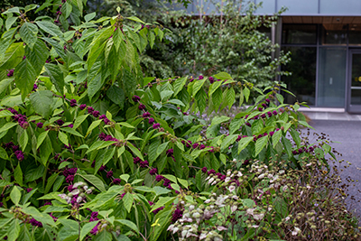 Several branches of Callicarpa americana from outside Parrish Hall.