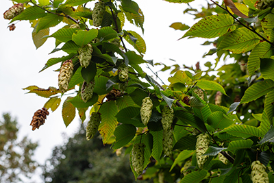 Branch of Carpinus cordata showing off the drooping nutlets