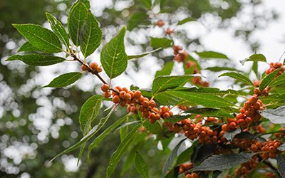 Plants of the Week: September 29