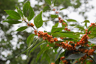 Branch of Ilex verticillata 'Winter Gold'