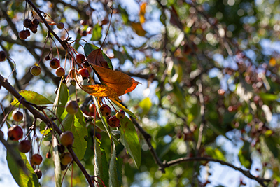 Orange leaves and red fruits of the crabapple