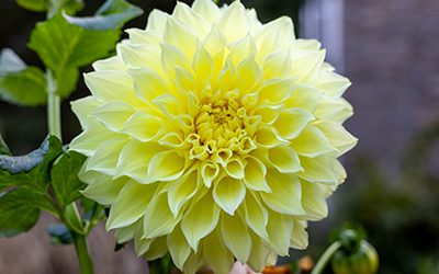 Plants of the Week: October 13