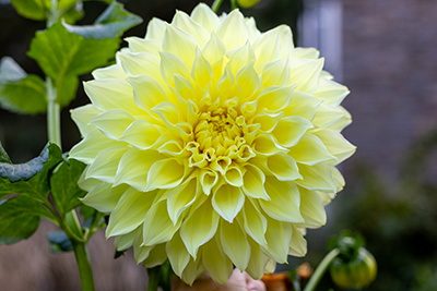 Close-up on Dahlia 'Kelvin Floodlight'