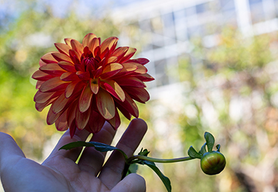Dahlia 'Crazy Legs' flower and flower bud held up with a hand, the Wister Center glass houses in the background.