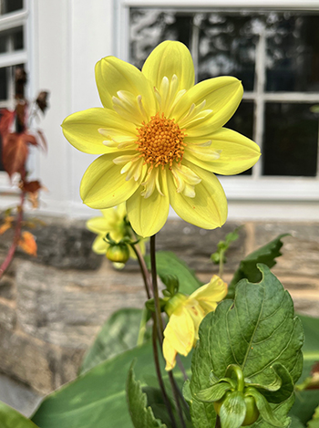 Dahlia 'Kelsey Sunshine' flower shown up close.