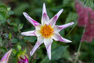 Close up of Dahlia 'Willie Willie'