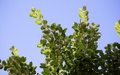 Plants of the Week: October 23