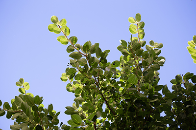 Visible beneath the circular Chionanthus retusus leaves are the tiny, olive-like fruits in blue and greens.