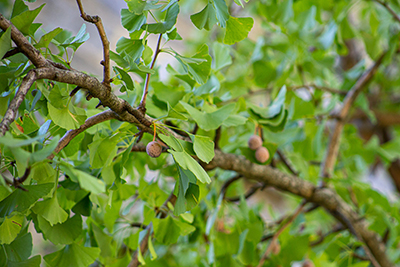 Close-up of leaves and fruits of the Ginkgo biloba.