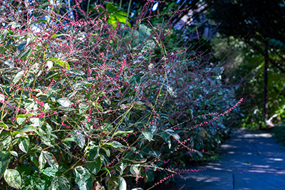 Clumps of Persicaria virginiana 'Painter's Palette' line the walkways by the Cunningham House.