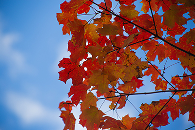 Underside of vibrant red Acer saccharum leaves backlit by a faintly cloudy blue sky.