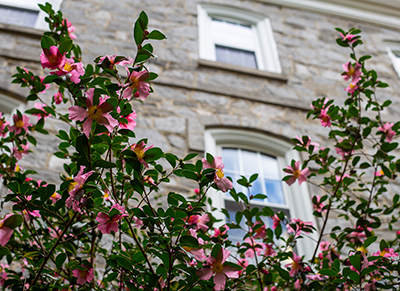 Camellia flowers speckle the deep green branches against the stonework on the backside of Parrish Hall.