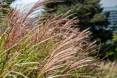 Rusty pink peduncles of Miscanthus sinensis fluttering in the wind