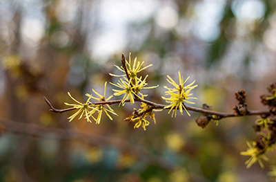 Close up of Hamamelis flowers
