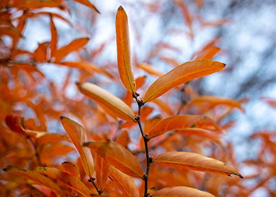 Buds and narrow leaves of the Lindera