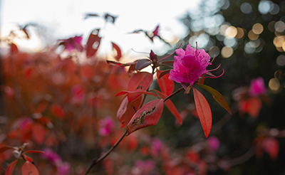 Plants of the Week: November 19
