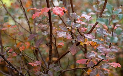 Plants of the Week: November 3