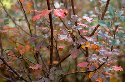 Differences in leaf color ranging from bright red to maroons to greens in the autumnal leaves of Rhus aromatica