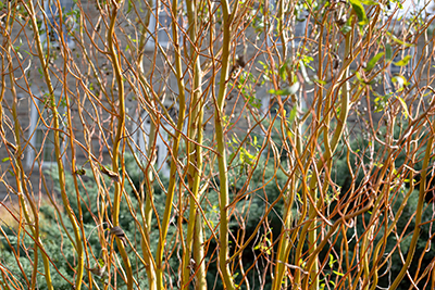 Dozens of twisting branches of Salix 'Swizzlestick'