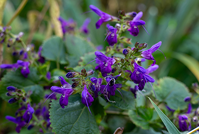 Close up of purple Salvia flowers