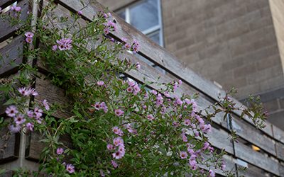 Plants of the Week: December 16