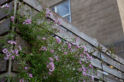 Ampelaster scaling a wooden gate with its tiny purple blooms.