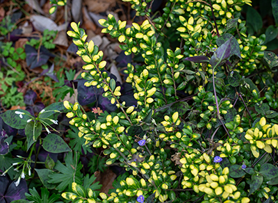 Ilex crenata popping out among the darker purples and greens in the garden bed.