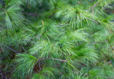 A slightly blurry, textured photo of Pinus strobus needles moving in the wind.