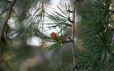 Plants of the Week: December 22