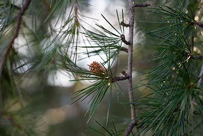 Close-up of Cedrus deodara needles and male cone