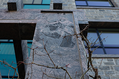 The woody Hydrangea anomala vine climbs up the side of Kohlberg Hall